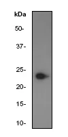 Western blot - Anti-Bak antibody [Y164] (AB32371)