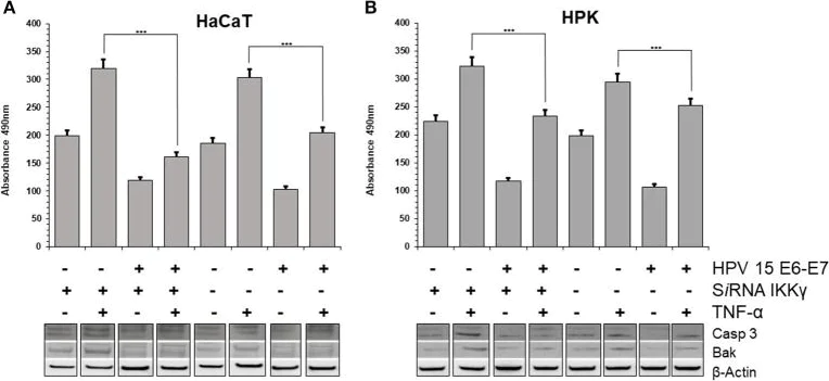 Western blot - Anti-Bak antibody [Y164] (AB32371)