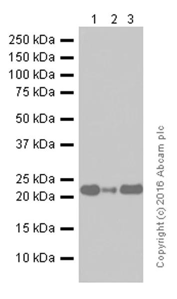 Western blot - Anti-Bak antibody [Y164] (AB32371)