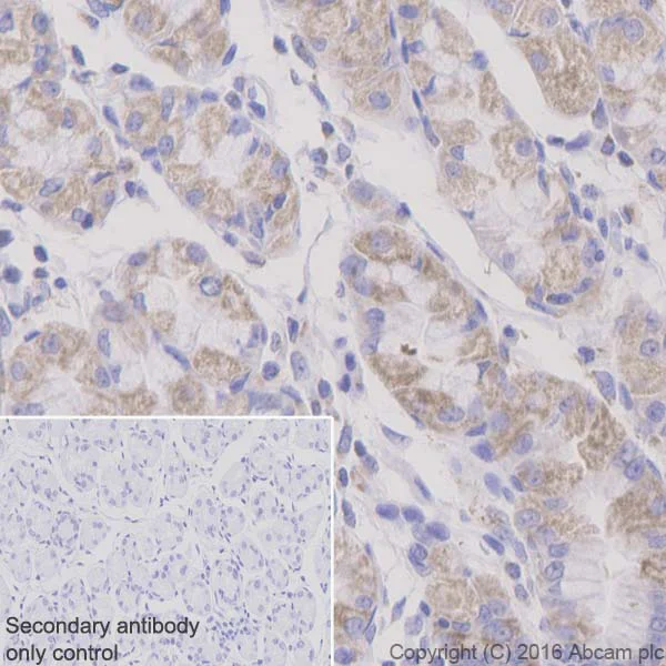 Immunohistochemistry (Formalin/PFA-fixed paraffin-embedded sections) - Anti-Bak antibody [Y164] - BSA and Azide free (AB220790)
