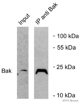 Immunoprecipitation - Anti-Bak antibody [Y164] - BSA and Azide free (AB220790)