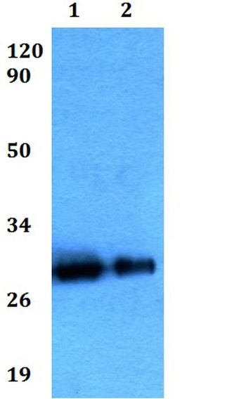 Western blot - Anti-BAMBI/NMA antibody (AB200737)