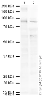 Western blot - Anti-Band 3/AE 1 antibody (AB78067)