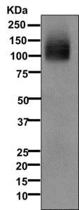 Western blot - Anti-Band 3/AE 1 antibody [EPR1425(2)] - BSA and Azide free (AB249866)