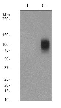 Western blot - Anti-Band 3/AE 1 (phospho Y359) antibody [EPR1427Y] (AB77236), expandable thumbnail