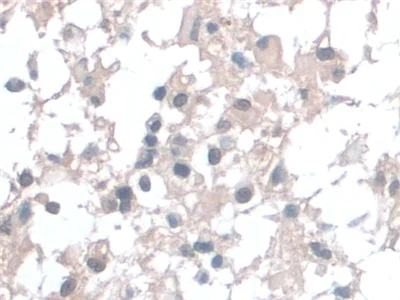 Immunohistochemistry (Formalin/PFA-fixed paraffin-embedded sections) - Anti-BANF1/BAF antibody (AB231331)