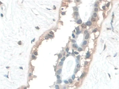 Immunohistochemistry (Formalin/PFA-fixed paraffin-embedded sections) - Anti-BANF1/BAF antibody (AB231331)
