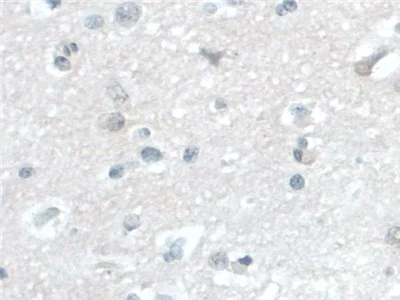 Immunohistochemistry (Formalin/PFA-fixed paraffin-embedded sections) - Anti-BANF1/BAF antibody (AB231331)