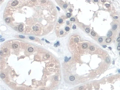 Immunohistochemistry (Formalin/PFA-fixed paraffin-embedded sections) - Anti-BANF1/BAF antibody (AB231331)