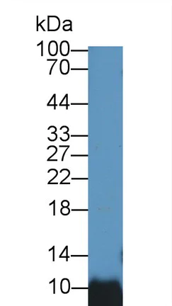 Western blot - Anti-BANF1/BAF antibody (AB231331)