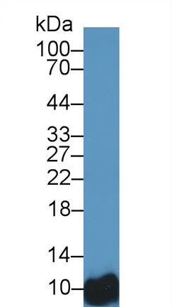 Western blot - Anti-BANF1/BAF antibody (AB231331)