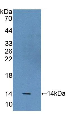 Western blot - Anti-BANF1/BAF antibody (AB231331)