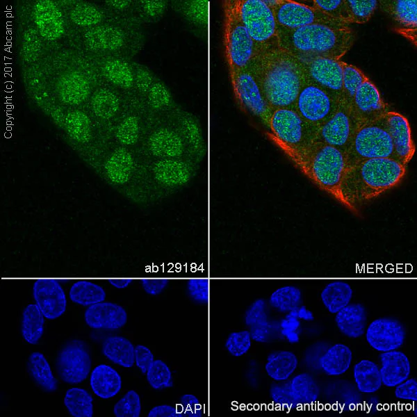 Immunocytochemistry/ Immunofluorescence - Anti-BANF1/BAF antibody [EPR7668] - BSA and Azide free (AB240953)