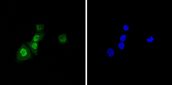 Immunocytochemistry/ Immunofluorescence - Anti-BANF1/BAF antibody [EPR7668] - BSA and Azide free (AB240953), expandable thumbnail