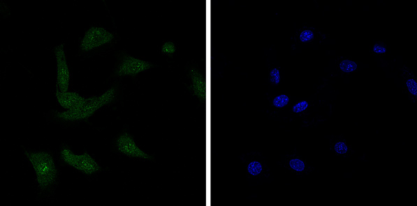 Immunocytochemistry/ Immunofluorescence - Anti-BANF1/BAF antibody [EPR7668] - BSA and Azide free (ab240953), expandable thumbnail