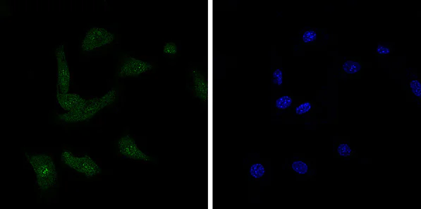 Immunocytochemistry/ Immunofluorescence - Anti-BANF1/BAF antibody [EPR7668] - BSA and Azide free (AB240953)