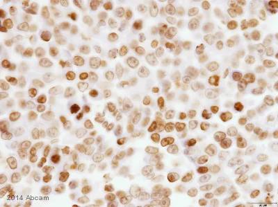 Immunohistochemistry (Formalin/PFA-fixed paraffin-embedded sections) - Anti-BANF1/BAF antibody [EPR7668] - BSA and Azide free (AB240953)