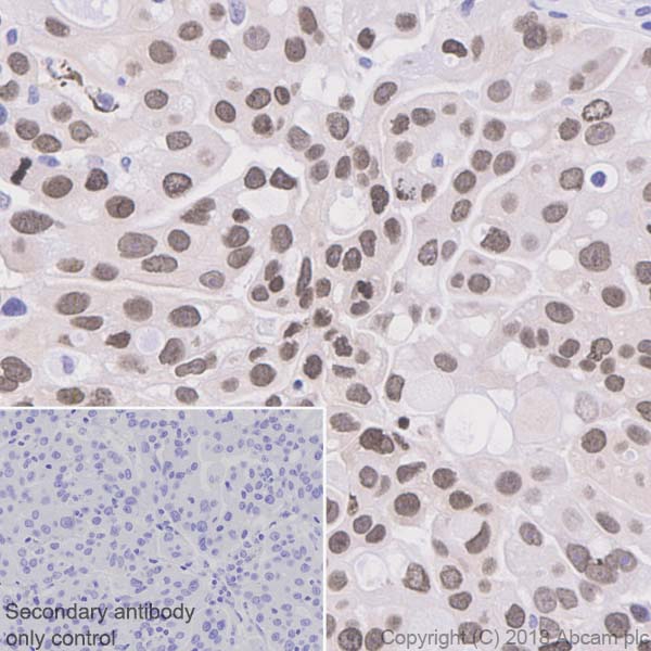 Immunohistochemistry (Formalin/PFA-fixed paraffin-embedded sections) - Anti-BANF1/BAF antibody [EPR7668] - BSA and Azide free (AB240953), expandable thumbnail