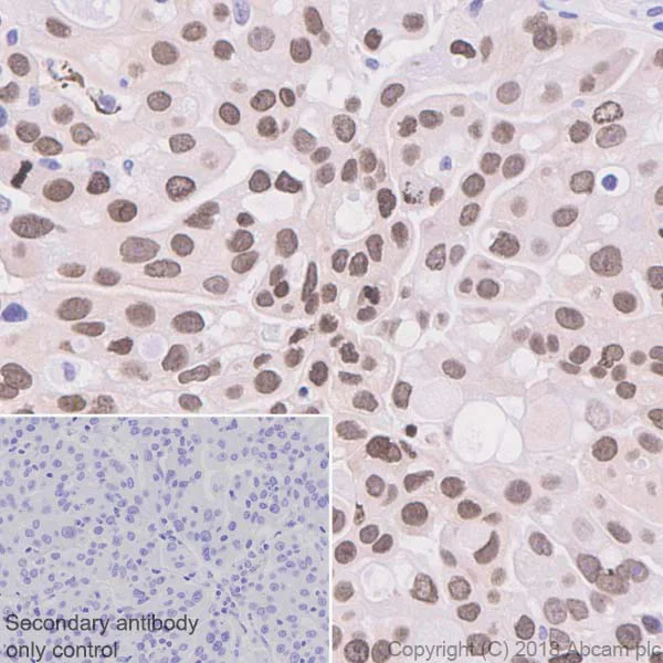 Immunohistochemistry (Formalin/PFA-fixed paraffin-embedded sections) - Anti-BANF1/BAF antibody [EPR7668] - BSA and Azide free (AB240953)