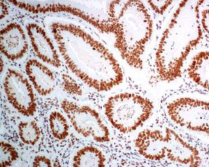 Immunohistochemistry (Formalin/PFA-fixed paraffin-embedded sections) - Anti-BANF1/BAF antibody [EPR7668] - BSA and Azide free (ab240953), expandable thumbnail