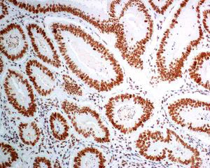 Immunohistochemistry (Formalin/PFA-fixed paraffin-embedded sections) - Anti-BANF1/BAF antibody [EPR7668] - BSA and Azide free (AB240953)