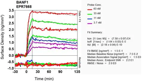 OI-RD Scanning - Anti-BANF1/BAF antibody [EPR7668] - BSA and Azide free (AB240953)