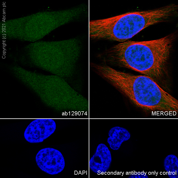 Immunocytochemistry/ Immunofluorescence - Anti-BANF1/BAF antibody [EPR7669] - BSA and Azide free (AB248281), expandable thumbnail
