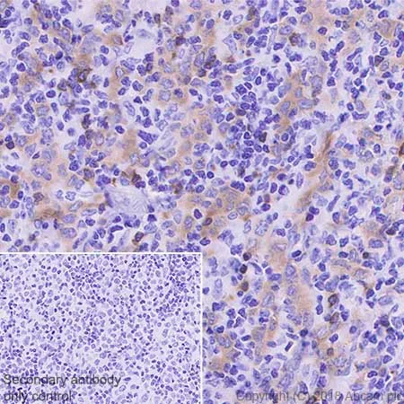 Immunohistochemistry (Formalin/PFA-fixed paraffin-embedded sections) - Anti-BANK1 antibody [EPR20788] - BSA and Azide free (AB230492)