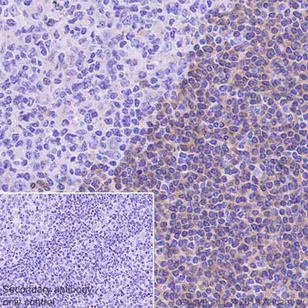 Immunohistochemistry (Formalin/PFA-fixed paraffin-embedded sections) - Anti-BANK1 antibody [EPR20788] - BSA and Azide free (AB230492)