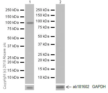Western blot - Anti-BANK1 antibody [EPR20795] (AB229189)
