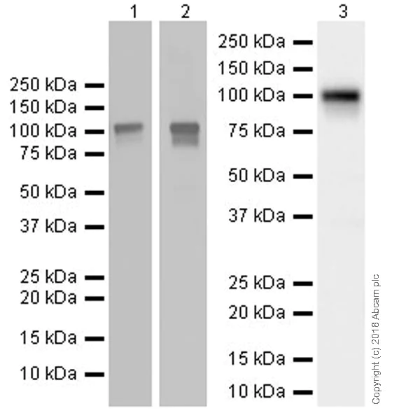 Western blot - Anti-BANK1 antibody [EPR20795] (AB229189)