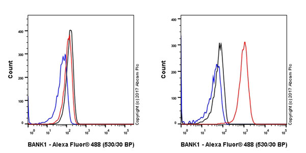 Flow Cytometry (Intracellular) - Anti-BANK1 antibody [EPR20795] - BSA and Azide free (AB230493), expandable thumbnail