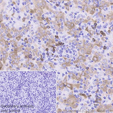 Immunohistochemistry (Formalin/PFA-fixed paraffin-embedded sections) - Anti-BANK1 antibody [EPR20795] - BSA and Azide free (AB230493), expandable thumbnail