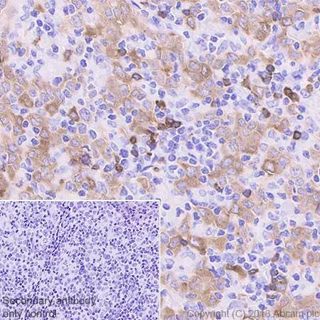 Immunohistochemistry (Formalin/PFA-fixed paraffin-embedded sections) - Anti-BANK1 antibody [EPR20795] - BSA and Azide free (AB230493)