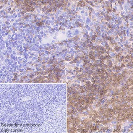 Immunohistochemistry (Formalin/PFA-fixed paraffin-embedded sections) - Anti-BANK1 antibody [EPR20795] - BSA and Azide free (AB230493)