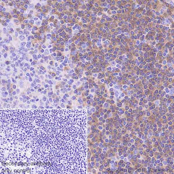 Immunohistochemistry (Formalin/PFA-fixed paraffin-embedded sections) - Anti-BANK1 antibody [EPR20795] - BSA and Azide free (AB230493)