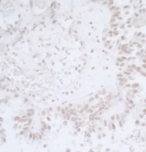 Immunohistochemistry (Formalin/PFA-fixed paraffin-embedded sections) - Anti-BANP antibody (AB72076)