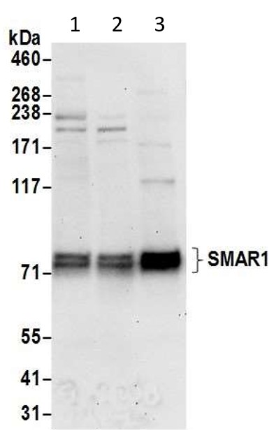 Western blot - Anti-BANP antibody (AB72076), expandable thumbnail