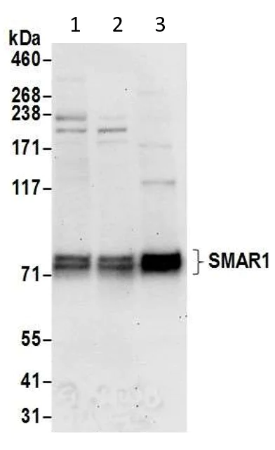 Western blot - Anti-BANP antibody (AB72076)