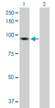 Western blot - Anti-BAP1 antibody (AB167250)