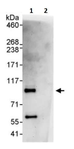 Immunoprecipitation - Anti-BAP1 antibody (AB245391)