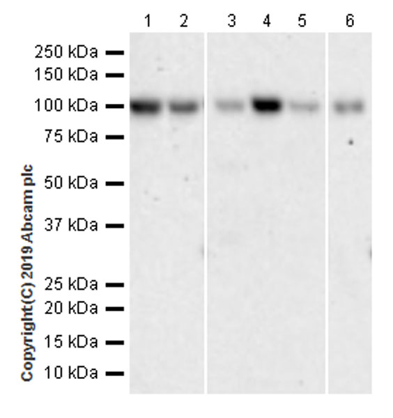 Western blot - Anti-BAP1 antibody [EPR22826-65] (AB255611), expandable thumbnail
