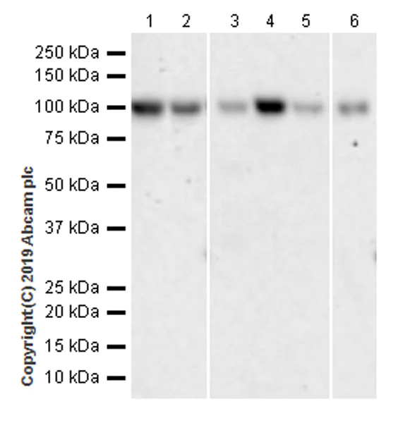 Western blot - Anti-BAP1 antibody [EPR22826-65] (AB255611)