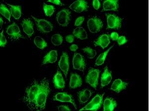 Immunocytochemistry/ Immunofluorescence - Anti-BAP29 antibody [EPR7781] (AB129023)