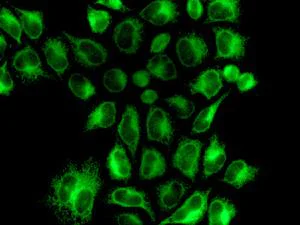 Immunocytochemistry/ Immunofluorescence - Anti-BAP29 antibody [EPR7781] - BSA and Azide free (AB248268)