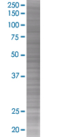 BAP29 overexpression 293T lysate (whole cell)