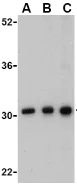 Western blot - Anti-BAP31 antibody (AB37120)