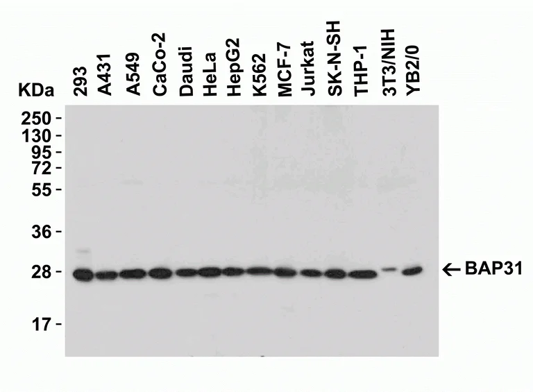 Western blot - Anti-BAP31 antibody (AB37120)