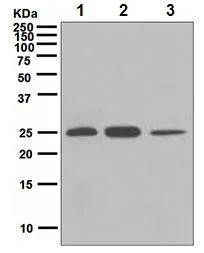 Western blot - Anti-BAP31 antibody [EPR3878(2)] - BSA and Azide free (AB247829)
