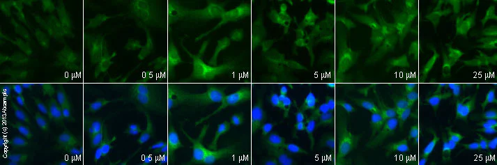 Immunocytochemistry/ Immunofluorescence - BAPTA-AM, Ca2+ chelator (AB120503)